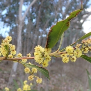 Acacia rubida at Cavan, NSW - 28 Aug 2022
