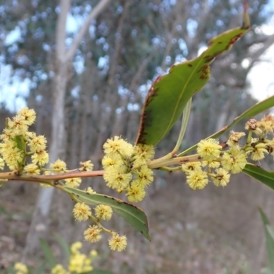 Acacia rubida (Red-stemmed Wattle, Red-leaved Wattle) at Cavan, NSW - 28 Aug 2022 by drakes