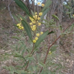 Acacia rubida at Cavan, NSW - 28 Aug 2022 12:28 PM