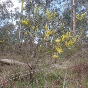 Acacia rubida at Cavan, NSW - 28 Aug 2022