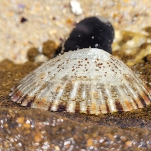 Cellana tramoserica at Narrawallee, NSW - 28 Aug 2022 10:53 AM