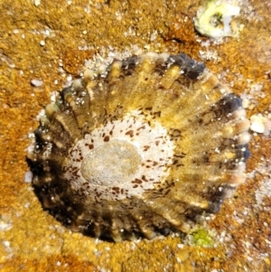 Cellana tramoserica at Narrawallee, NSW - 28 Aug 2022 10:53 AM