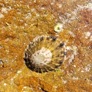 Cellana tramoserica at Narrawallee, NSW - 28 Aug 2022