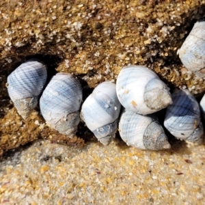 Austrolittorina unifasciata at Narrawallee, NSW - 28 Aug 2022