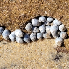 Austrolittorina unifasciata at Narrawallee, NSW - 28 Aug 2022