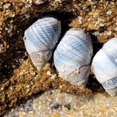 Austrolittorina unifasciata at Narrawallee, NSW - 28 Aug 2022