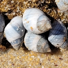 Austrolittorina unifasciata at Narrawallee, NSW - 28 Aug 2022