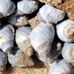 Austrolittorina unifasciata at Narrawallee, NSW - 28 Aug 2022