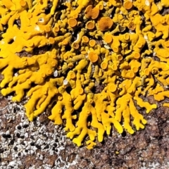 Unverified Lichen at Narrawallee, NSW - 28 Aug 2022 by trevorpreston