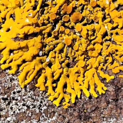 Unidentified Lichen at Narrawallee, NSW - 28 Aug 2022 by trevorpreston