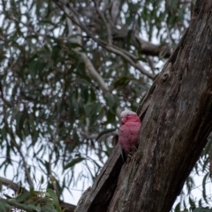 Eolophus roseicapilla (Galah) at Penrose - 28 Aug 2022 by Aussiegall