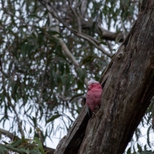 Eolophus roseicapilla at Penrose, NSW - suppressed