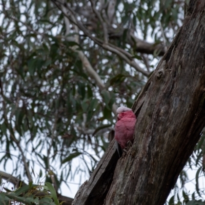 Eolophus roseicapilla (Galah) at Penrose - 28 Aug 2022 by Aussiegall