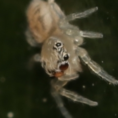 Unidentified Jumping & peacock spider (Salticidae) (TBC) at Boorowa, NSW - 28 Aug 2022 by amiessmacro