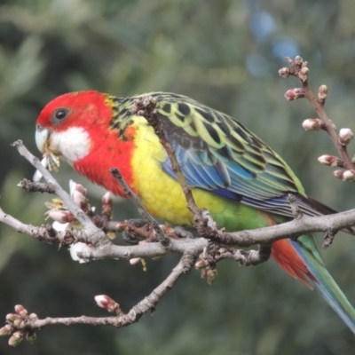 Platycercus eximius (Eastern Rosella) at Pollinator-friendly garden Conder - 20 Aug 2022 by michaelb