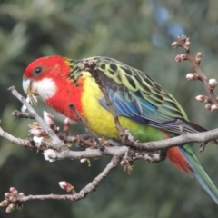 Platycercus eximius (Eastern Rosella) at Pollinator-friendly garden Conder1 - 20 Aug 2022 by michaelb