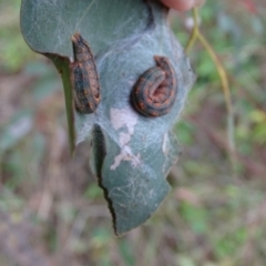 Mnesampela privata at Mount Mugga Mugga - 9 Aug 2022 04:26 PM