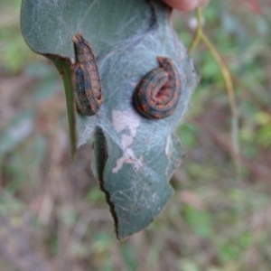 Mnesampela privata at Mount Mugga Mugga - 9 Aug 2022