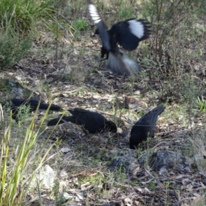 Corcorax melanorhamphos at Farrer, ACT - 17 Aug 2022 03:47 PM