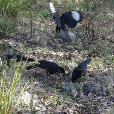 Corcorax melanorhamphos (White-winged Chough) at Farrer Ridge - 17 Aug 2022 by Mike