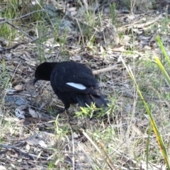 Corcorax melanorhamphos at Farrer, ACT - 17 Aug 2022