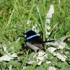 Malurus cyaneus at Fyshwick, ACT - 2 Aug 2022