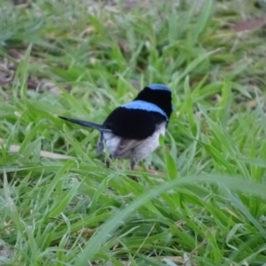 Malurus cyaneus at Fyshwick, ACT - 2 Aug 2022