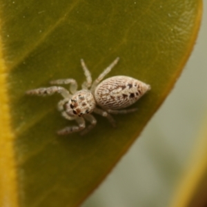 Opisthoncus grassator at Murrumbateman, NSW - 28 Aug 2022