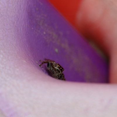 Opisthoncus grassator (Jumping spider) at Murrumbateman, NSW - 28 Aug 2022 by amiessmacro