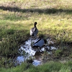 Chenonetta jubata (Australian Wood Duck) at Bruce, ACT - 20 Aug 2022 by jgiacon