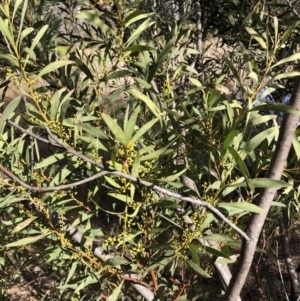 Acacia rubida at Bruce, ACT - 7 Aug 2022