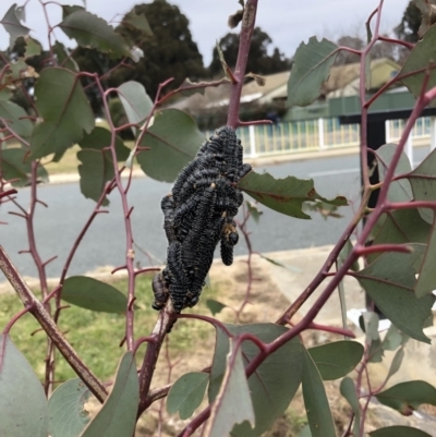 Perga dorsalis (Steel-blue sawfly, spitfire) at Belconnen, ACT - 31 Jul 2022 by jgiacon