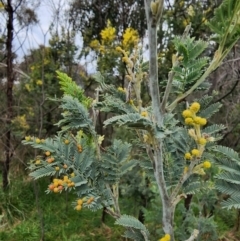 Acacia baileyana x Acacia decurrens (Cootamundra Wattle x Green Wattle (Hybrid)) at Cooleman Ridge - 29 Aug 2022 by GinaK