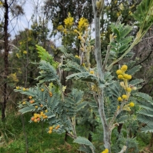 Acacia baileyana x Acacia decurrens at Kambah, ACT - 29 Aug 2022 11:32 AM