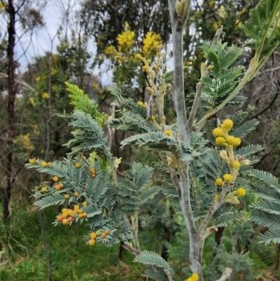 Acacia baileyana x Acacia decurrens (Cootamundra Wattle x Green Wattle (Hybrid)) at Cooleman Ridge - 29 Aug 2022 by GinaK