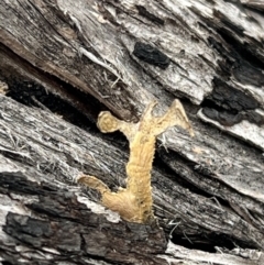 Unverified Fungus at Tennent, ACT - 29 Aug 2022 by FeralGhostbat