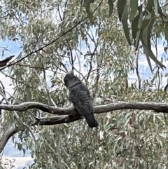 Callocephalon fimbriatum (Gang-gang Cockatoo) at Tennent, ACT - 29 Aug 2022 by Bugologist