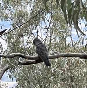 Callocephalon fimbriatum at Tennent, ACT - 29 Aug 2022