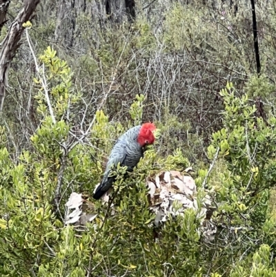 Callocephalon fimbriatum (Gang-gang Cockatoo) at Namadgi National Park - 28 Aug 2022 by Bugologist