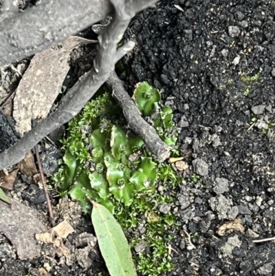 Marchantia sp. (genus) (A Liverwort) at Tennent, ACT - 29 Aug 2022 by FeralGhostbat