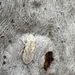Ledromorpha planirostris (A leafhopper) at Tennent, ACT - 29 Aug 2022 by FeralGhostbat