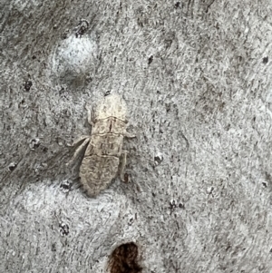 Ledromorpha planirostris at Tennent, ACT - 29 Aug 2022