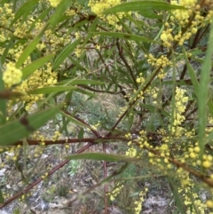 Acacia rubida (Red-stemmed Wattle, Red-leaved Wattle) at Aranda Bushland - 29 Aug 2022 by lbradley