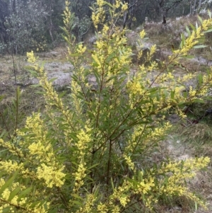 Acacia rubida at Molonglo Valley, ACT - 29 Aug 2022