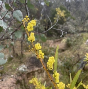 Acacia rubida at Molonglo Valley, ACT - 29 Aug 2022