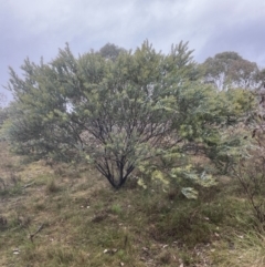 Acacia cultriformis (Knife Leaf Wattle) at Aranda, ACT - 29 Aug 2022 by lbradley