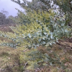 Acacia cultriformis at Molonglo Valley, ACT - 29 Aug 2022
