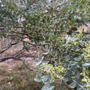 Acacia cultriformis at Aranda, ACT - 29 Aug 2022 03:44 PM