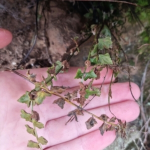 Asplenium flabellifolium at Bungendore, NSW - suppressed