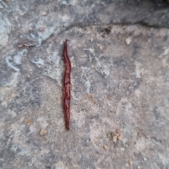 Anzoplana trilineata (A Flatworm) at Bungendore, NSW - 28 Aug 2022 by clarehoneydove